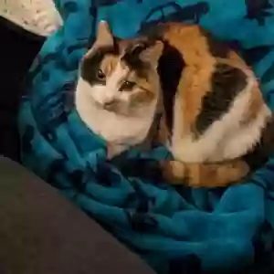 adoptable Cat in Alpharetta, GA named Dagny